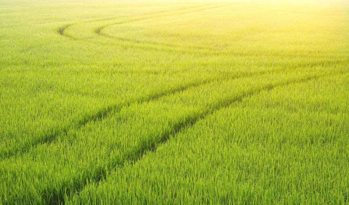 Green agricultural field
