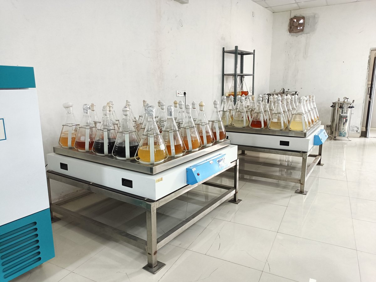 Lab with rows of Erlenmeyer flasks